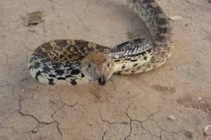 The Night the Bull Snake got Aunt Jean