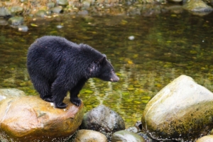Four Ways to Cross a River